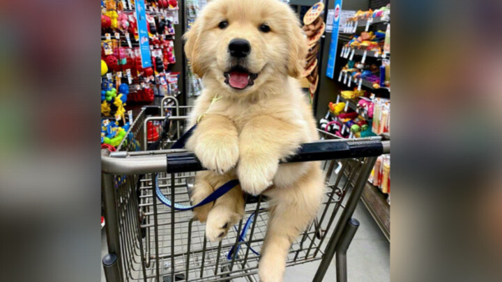 Siapa yang tidak suka bayi golden retriever kecil?
