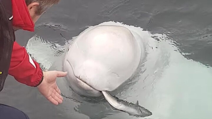 วาฬขาว: พี่ชาย คุณทำปลาตัวเล็กหลุดไป ขอยกให้คืนเลย!