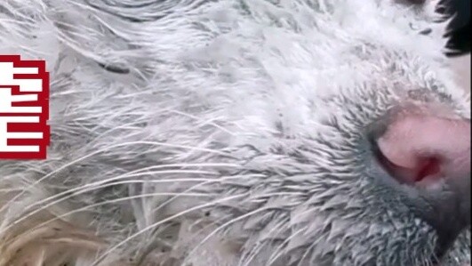 [Old Crazy Yang] was once abused to the point of giving up on himself...