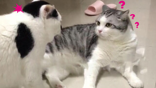Kucing yang berpura-pura sering berkelahi dengan kucing lain