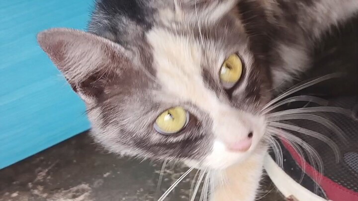 cat thailand