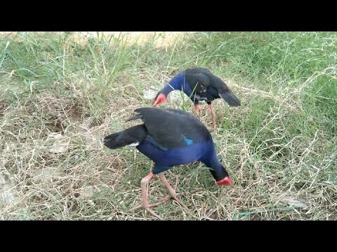 Burung Mandar Biru sedang Merumput jinak jinak sekali (purple swamphan)