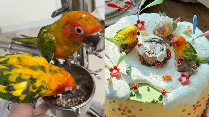 Aku Bikin Kue dari Burung Beo!