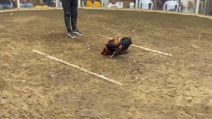 2025 FIGBA 8 Stag Local Edition Fifth Fight (Possum Boston) - win