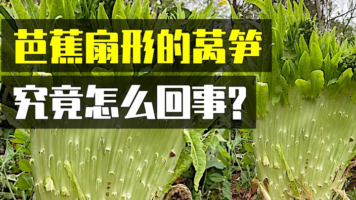 Cây xà lách này cá tính quá, còn ăn được không vậy?!