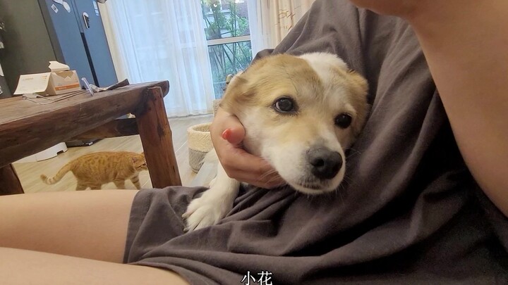 If you’re thinking of adopting a stray animal, watch this video all the way through before making yo