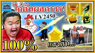 สุ่มไก่ตันผลถาวร 100% คุ้มทุกไอดี | Blox Fruits 💯