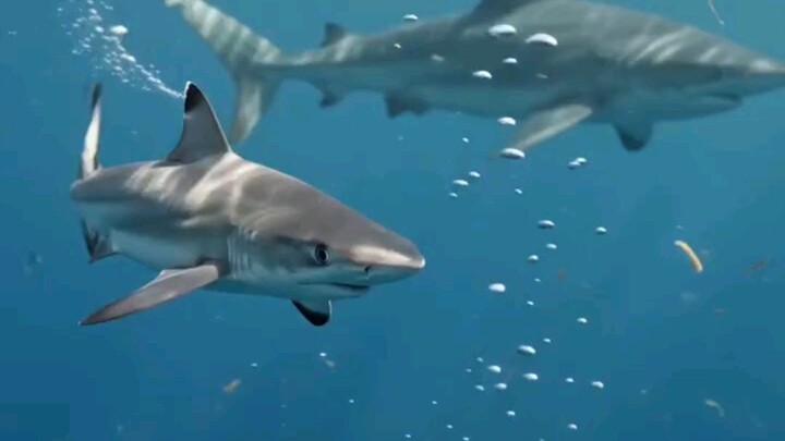 Baby sharks have one of the most fascinating beginnings in the ocean. 🦈🌊Depending on the species,