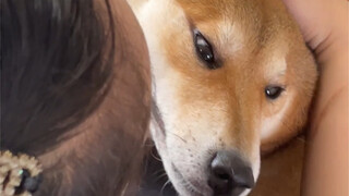 Mom's Big Boy (Bloodline Supremacy)