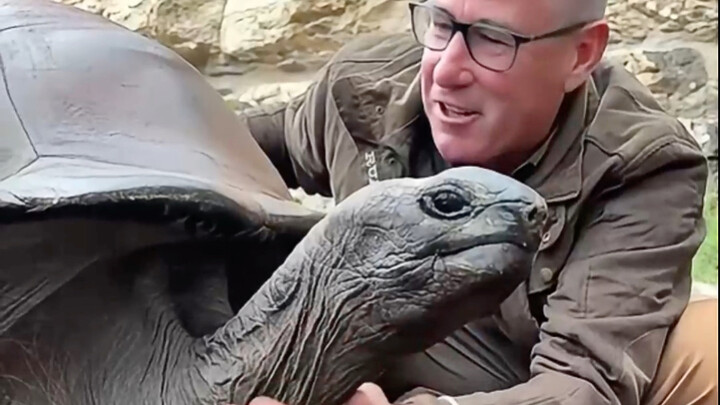 Why can giant tortoises live to be over 100 years old? Why aren’t they afraid of humans?