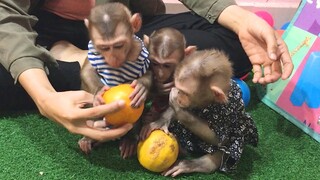 Feeding the three monkeys Orange