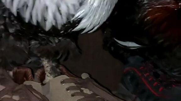 most badass chicken ππ
β¨