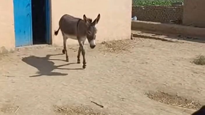 entertainment video