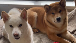 ابن أمي الكبير (الليلة الأخيرة من السنة القمرية)