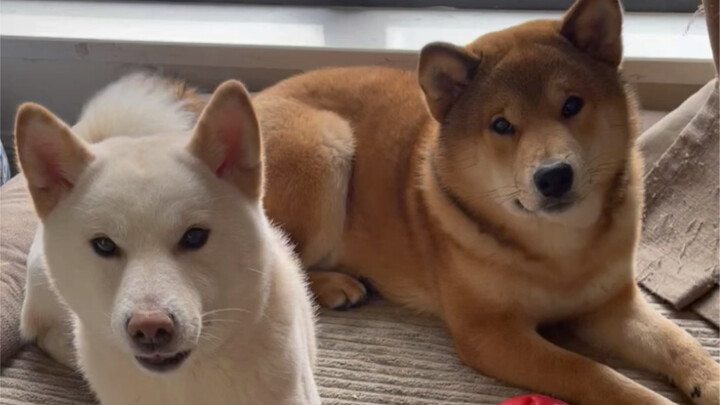 ลูกชายตัวใหญ่ของแม่ (วันสิ้นปีจีน)