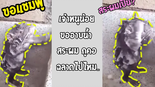 ฉลาดเกินหนู!! หนูตัวนี้รู้วิธีอาบน้ำแบบคน แปลกแต่จริง!! รวมคลิปฮาพากย์ไทย