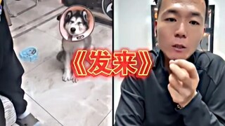 Pan Hong's hilarious moment with dogs: "Send it to me!"