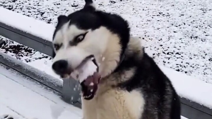 A Reward for Confusing Animal Winter Behaviors