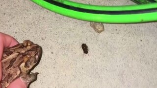The young lady holds the "ultimate bug killer" and catches every bug!