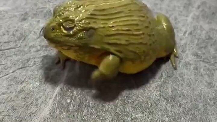 A cicada is swallowed by a toad and continues chirping in its stomach.