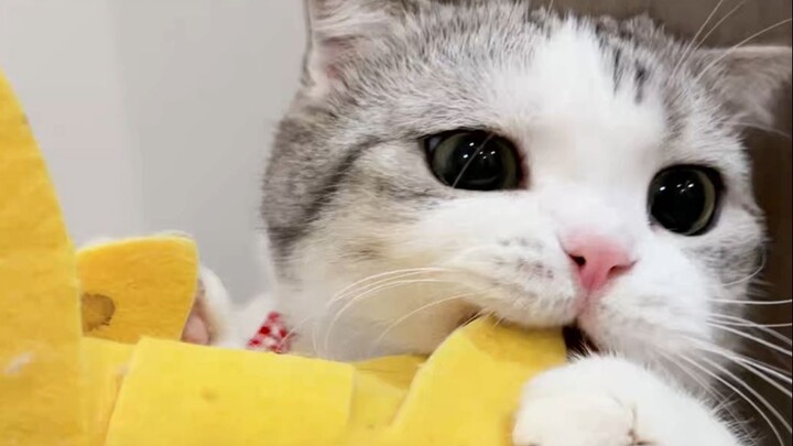 The cat suddenly bumped its head—and delivered an irresistible "tilted-head kill."