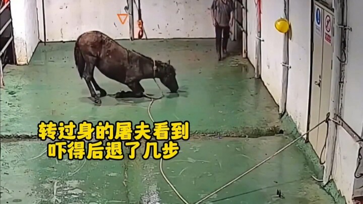 #Langit dan bumi tidak berperasaan, menganggap segala makhluk seperti anjing jerami #Siapa yang bisa