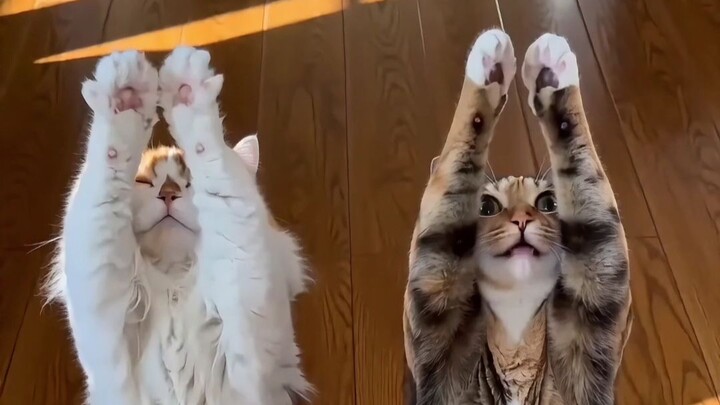 ร้อนจนตัวเป็นเกลียว! ฤดูร้อนแสนยาวนานของเจ้าเหมียว!