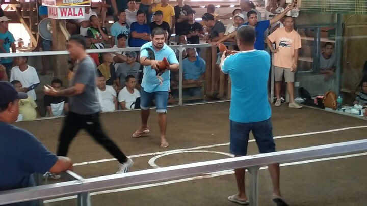 4 cock derby (22k pot money) sulop arena score:1-0-1-0