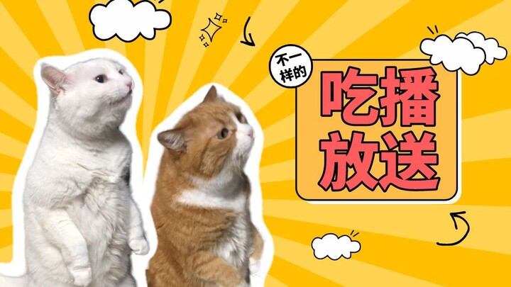 小咪跨界挑战cos霸王龙！姜阿姨倾情演绎“学猫叫”？