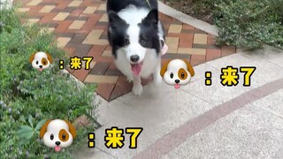 Jangan bilang walkie-talkie ini memang ampuh buat anjing, tapi kenapa kalau aku yang pakai malah ngg