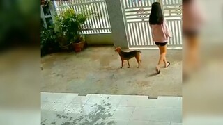 Trà xanh giựt bồ của sen:)))