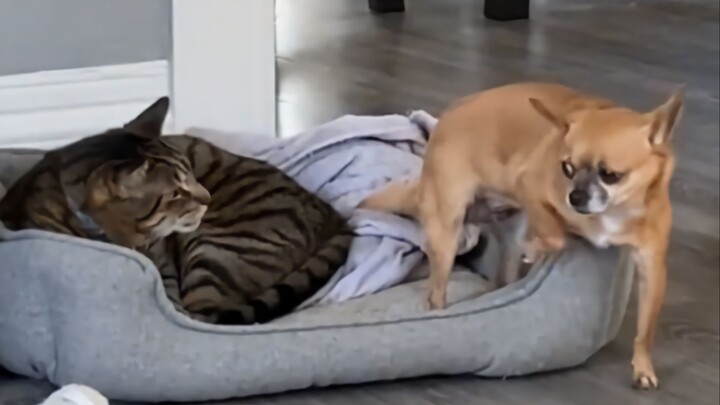 When you’re a dog, how could you not be afraid of cats?