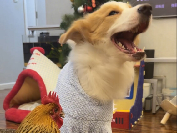 Sheng Nan: If we just forgive the Noble Consort Tou like this, won’t we end up spoiling her?