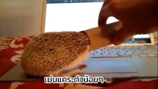 ความน่ารักและความฮาของเม่นแคระ