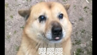 【中华田园犬】奶奶家养了十二年的嘤嘤/实心狗
