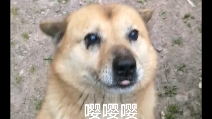 【中华田园犬】奶奶家养了十二年的嘤嘤/实心狗