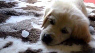 Davis Diaries 1 - Golden Retriever Puppy - 8 weeks old (First day!)