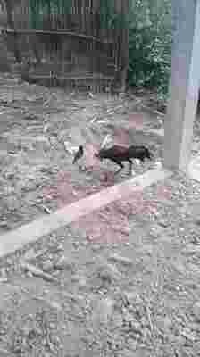 Bird vs Chicken Best fight