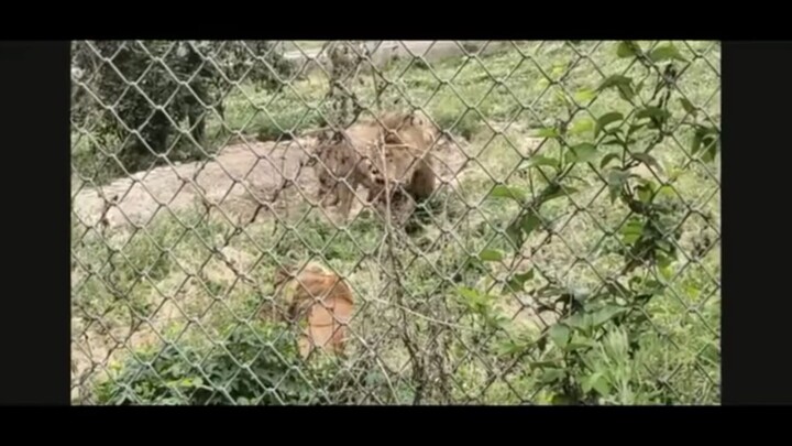 lion vs tiger