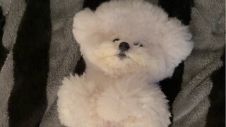 Ini pertama kalinya aku melihat anak anjing dengan kepala datar!!