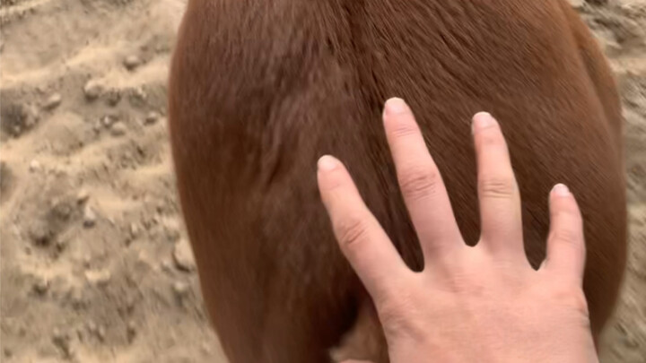 The Little Foal Who Fled in Disarray After Someone Grabbed Its Butt