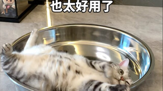 Belajar lagi satu cara untuk menyejukkan si anak bulu. Kucing: Cepat coba es jio-nya!