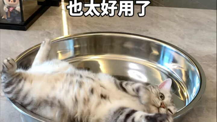 تعلمت مرة أخرى طريقة لتبريد حيواناتنا الأليفة! القط: اذهب بسرعة وجرب الجليد الصغير~