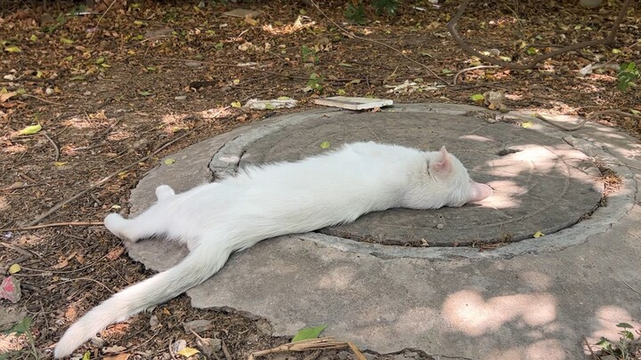 夏天把猫都晒化了！一滩猫