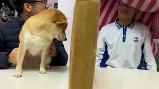 #PartitionLiesChallenge #MiaowaBrothers'DailyLife I just love this feeling of blatantly lying with m