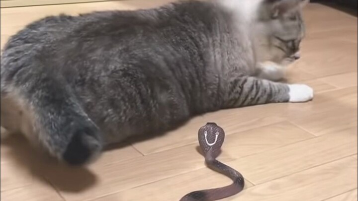 众所周知，猫的反应速度是猫的7倍