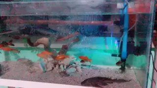 Simple aquarium with lovely fishes