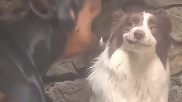 Border Collie: Bahasanya sih nggak nyambung sama Bang Hitam!