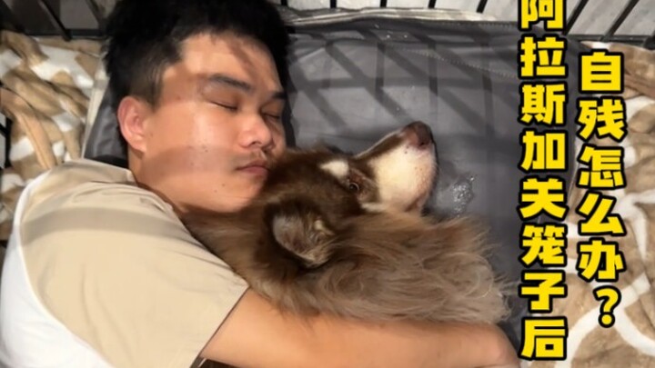 Orang lain yang dikurung di kandang akan membongkar kandang untuk kabur, tapi Duo Duo malah memilih 