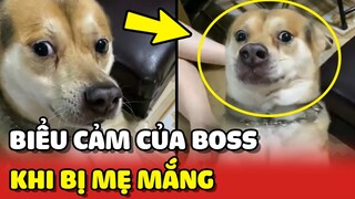 Biểu cảm của Boss khi bị TRÁCH PHẠT vì QUA ĐƯỜNG NGUY HIỂM 😂 | Yêu Lu